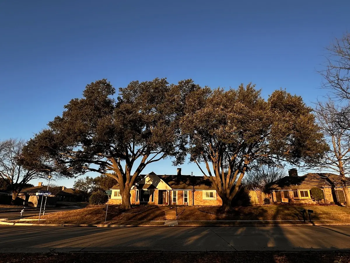 Established residential canopy tree shading a home in Little Rock